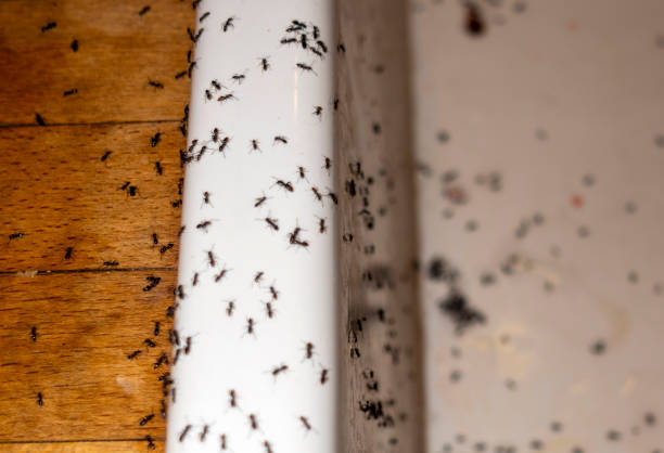 Best Wasp Removal Services  in Maricopa, CA