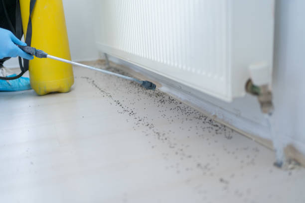 Best Local Pest Control Services  in Maricopa, CA